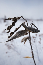 Bokeh Examples-6