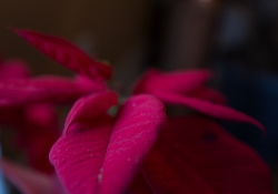 Bokeh Examples-9