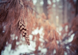 Soft and Sharp - Tamron SP 15-30mm f/2.8 VC