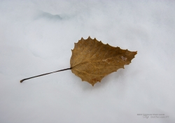 Leaf Resolution