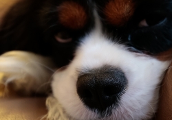 Nose Focus Crop-2
