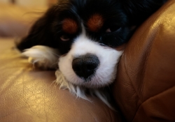 Nose Focus Crop