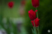 A057-Samples-15