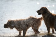 Dog-Sequences-19