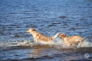 Dog-Sequences-3