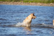 Dog-Sequences-5