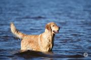 Dog-Sequences-8