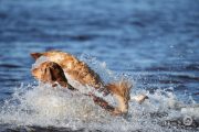Dog-Sequences-9