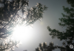 40-Flare-2