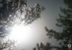 40-Flare