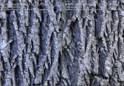Sharpness Comparo 2
