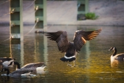 Landing (Tamron 150-600 G2)