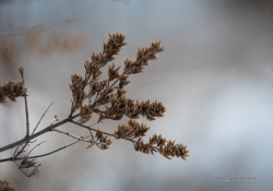 FF Wildlife-3