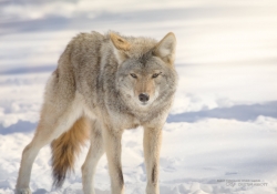 FF Wildlife-4