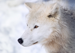 Portrait of an Arctic Wolf