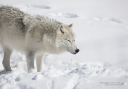 FF Wildlife-7