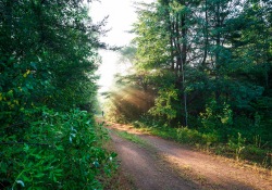 Light to my Path