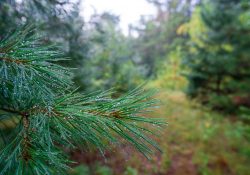 31-28mm-Landscapes-2 31-28mm-Landscapes-2