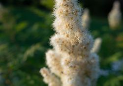 36-Bokeh-3 36-Bokeh-3