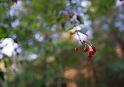 36-Bokeh-6 36-Bokeh-6