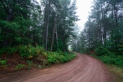 Foggy-Dawn-7