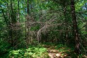 Forest-Lea-3