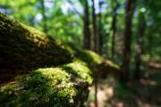 Forest-Lea-4