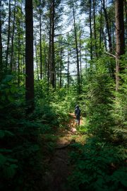 Forest-Lea-5