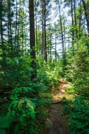 Forest-Lea-6