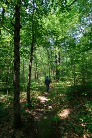 Forest-Lea