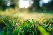 Morning-Bokeh-2