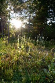 Morning-Bokeh-4