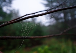 Foggy-Dawn-5 Foggy-Dawn-5