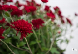 33 Bokeh-2