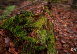 33 Bokeh-4