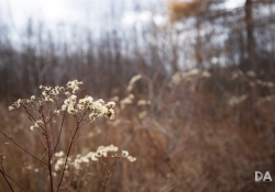 33 Bokeh-6