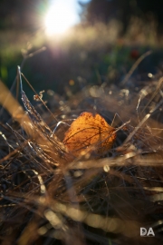 Around the Yard-2