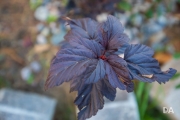 Around the Yard-3