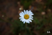 Around the Yard-4