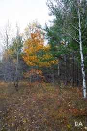 Grey Woods-2