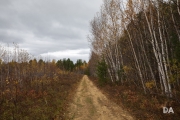 Grey Woods-5