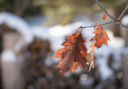 43-Better-Bokeh