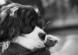 44-Bokeh-Samples-6