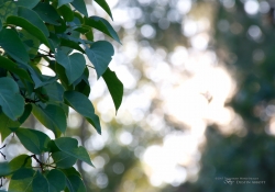 Bokeh-1