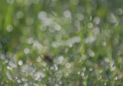 Bokeh-3