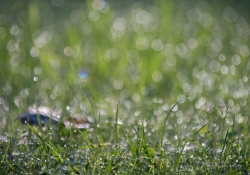 Bokeh-4