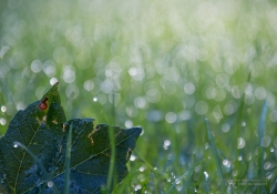 Bokeh-5