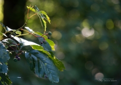 Bokeh-6