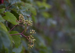 Bokeh-7