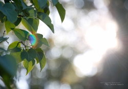 Flare and Veiling-1